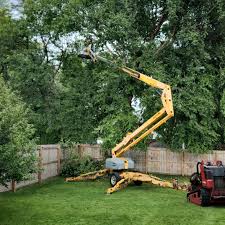 Professional Tree Removal in River Edge, NJ