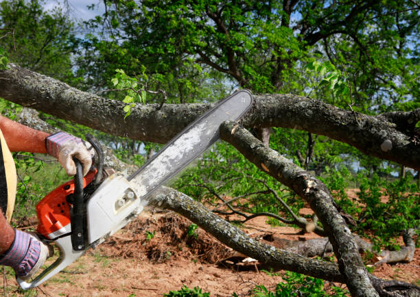 Lawn Pest Prevention in River Edge, NJ